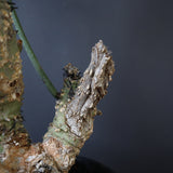 A.アクレアータ 76