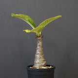 P.ウィンゾリー（実生）196