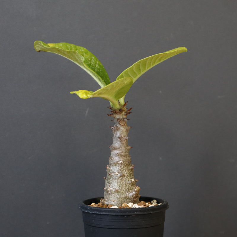 P.ウィンゾリー（実生）196