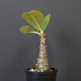 P.ウィンゾリー（実生）196