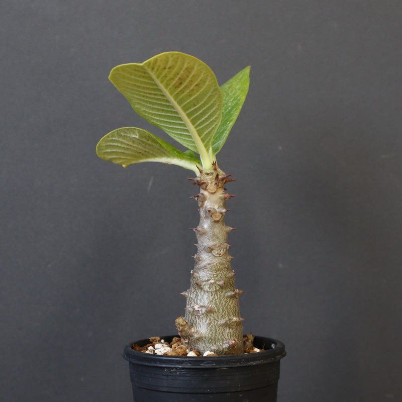 P.ウィンゾリー（実生）196