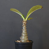 P.ウィンゾリー（実生）196