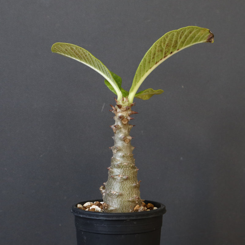 P.ウィンゾリー（実生）196