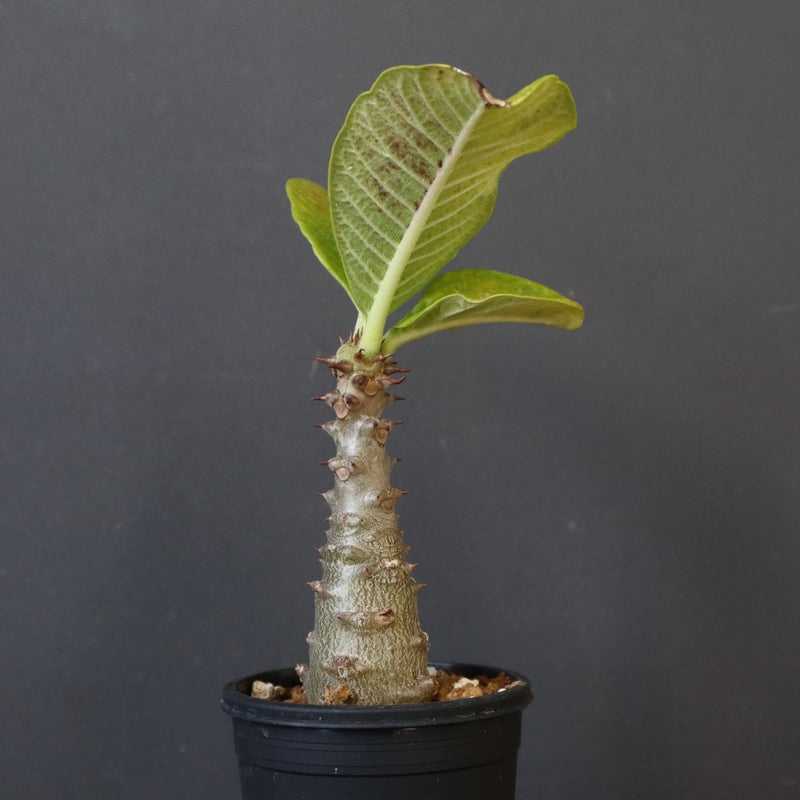 P.ウィンゾリー（実生）196