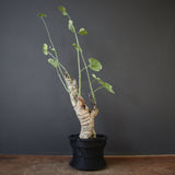 【plants greed】A.アクレアータ 63