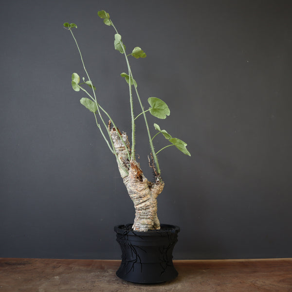 【plants greed】A.アクレアータ 63