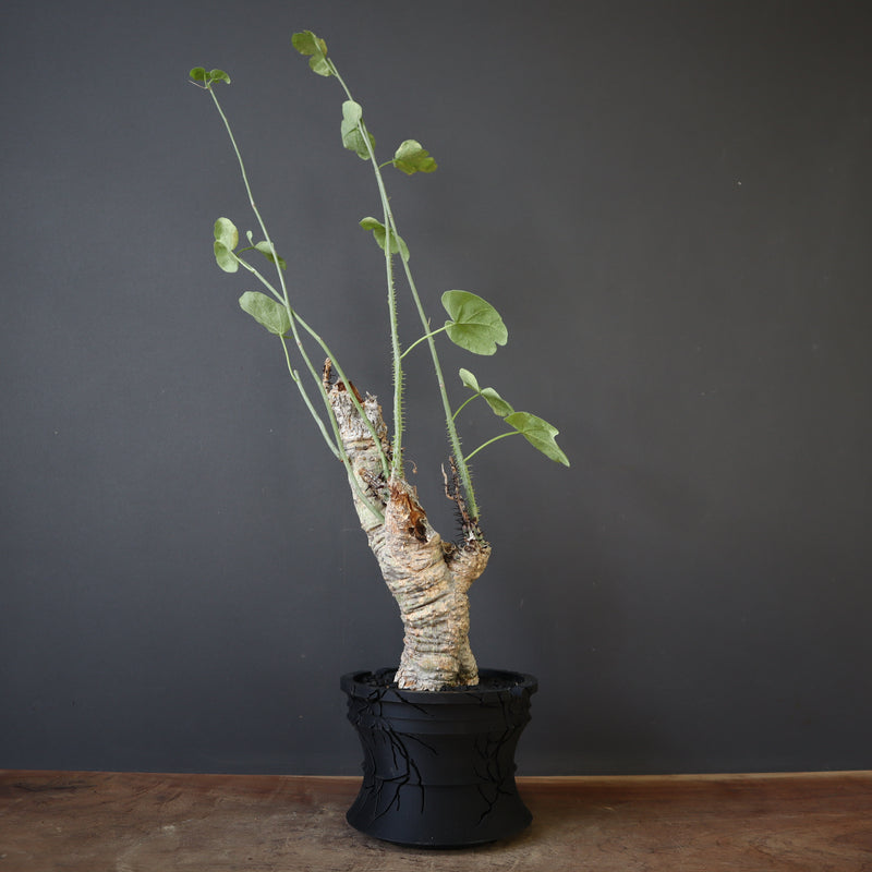 【plants greed】A.アクレアータ 63