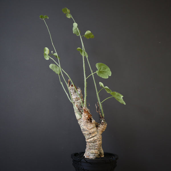 【plants greed】A.アクレアータ 63