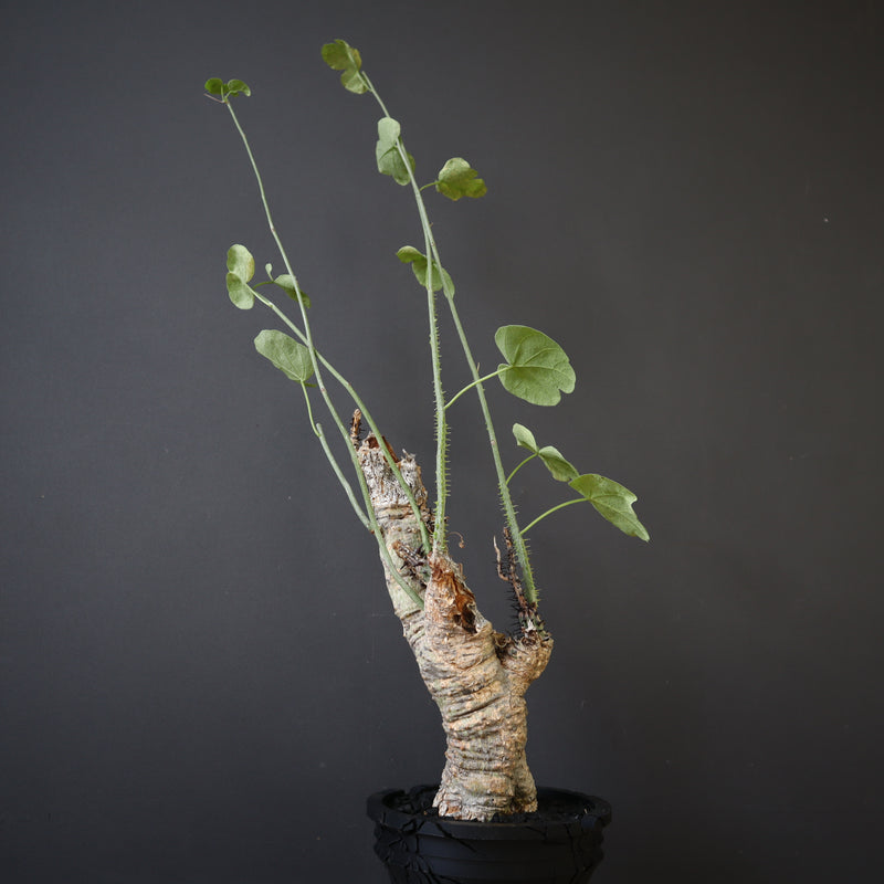 【plants greed】A.アクレアータ 63