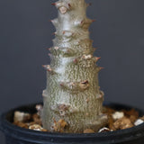 P.ウィンゾリー（実生）196