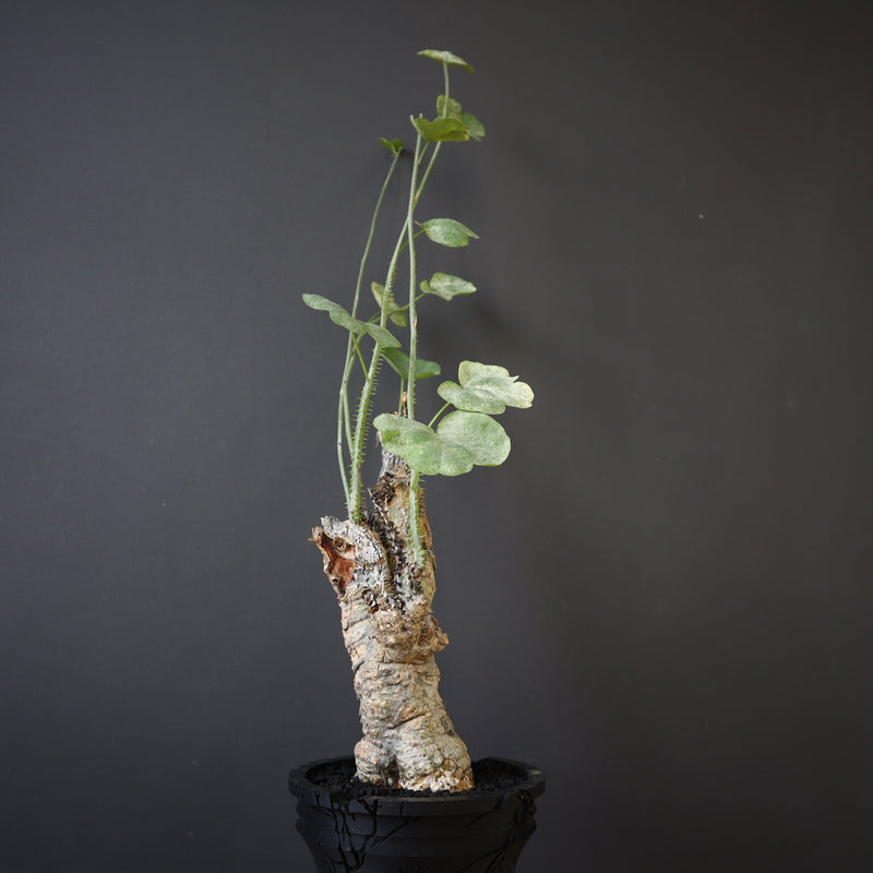 【plants greed】A.アクレアータ 63