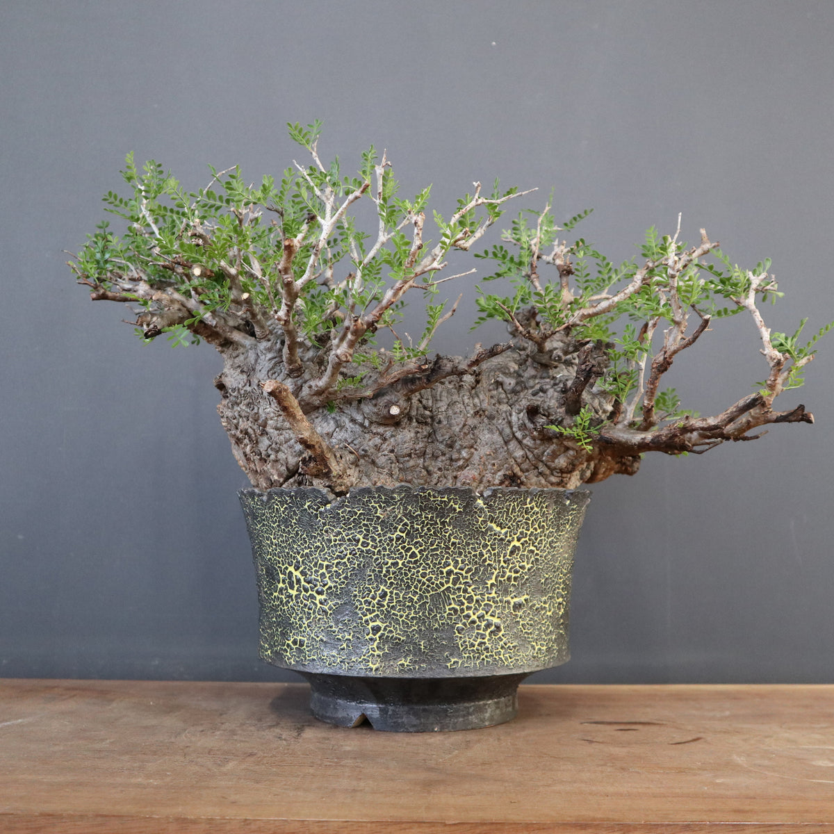 オペルクリカリア・パキプス – TaiShoDo ONLINE SHOP