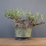 【雷土陶器鉢】O.パキプス 7104