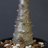 P.ウィンゾリー（実生）196