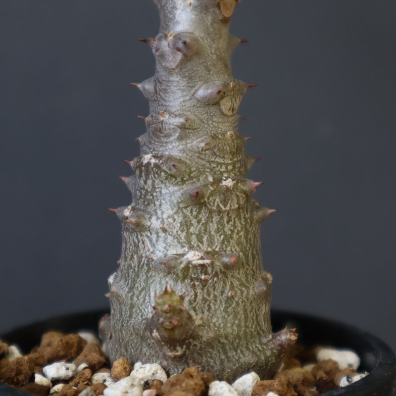 P.ウィンゾリー（実生）196