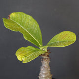 P.ウィンゾリー（実生）196