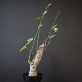 【plants greed】A.アクレアータ 63