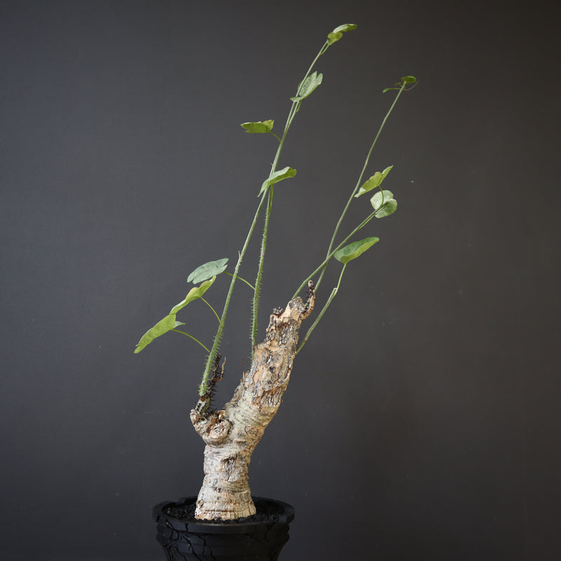 【plants greed】A.アクレアータ 63