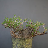 【雷土陶器鉢】O.パキプス 7104