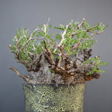 【雷土陶器鉢】O.パキプス 7104