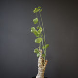 【plants greed】A.アクレアータ 63