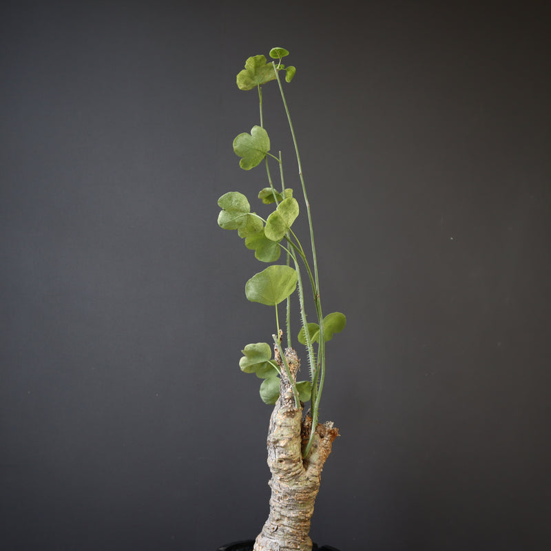 【plants greed】A.アクレアータ 63