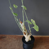 【plants greed】A.アクレアータ 63