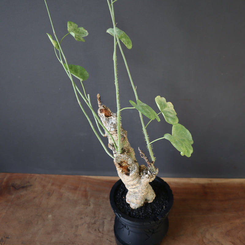 【plants greed】A.アクレアータ 63