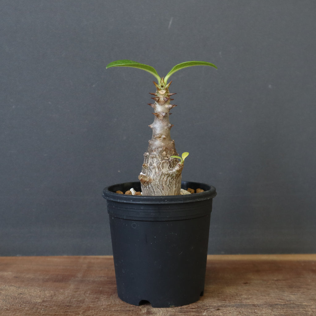 E-JI　ウィンゾリー P.ウィンゾリー（実生）207 – TaiShoDo ONLINE SHOP