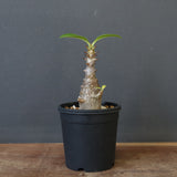 P.ウィンゾリー（実生）207