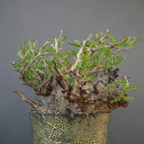 【雷土陶器鉢】O.パキプス 7104