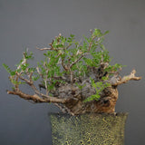 【雷土陶器鉢】O.パキプス 7104