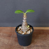 P.ウィンゾリー（実生）207