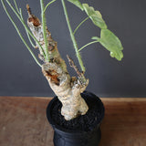 【plants greed】A.アクレアータ 63