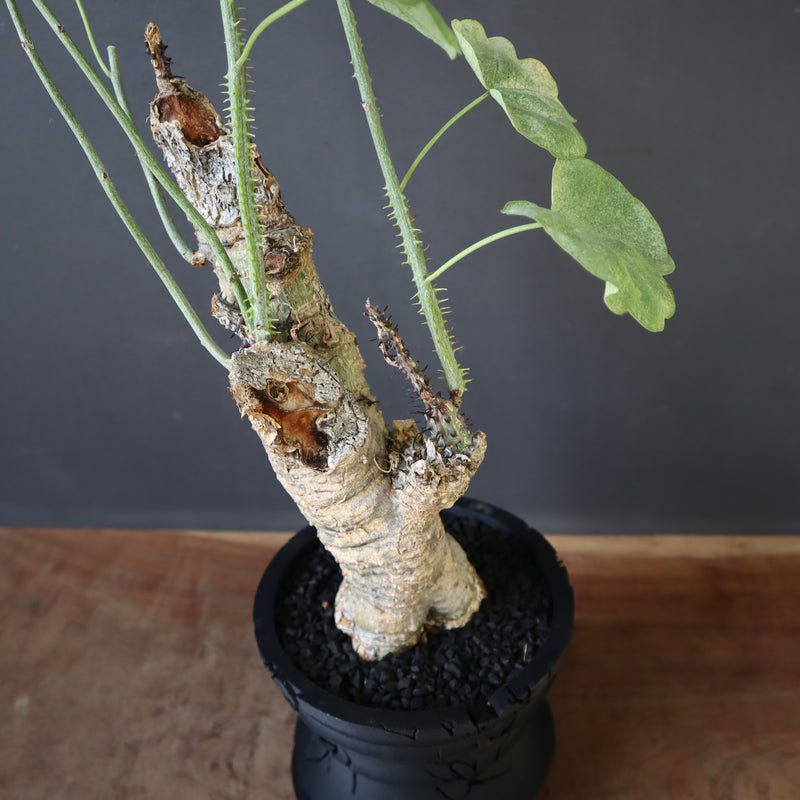 【plants greed】A.アクレアータ 63