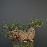 【雷土陶器鉢】O.パキプス 7104