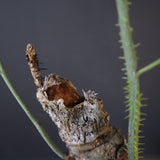 【plants greed】A.アクレアータ 63