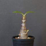 P.ウィンゾリー（実生）207