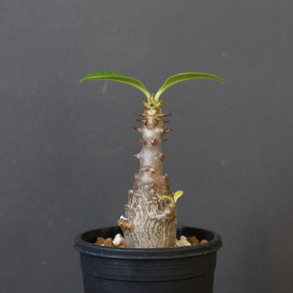 P.ウィンゾリー（実生）207