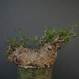 【雷土陶器鉢】O.パキプス 7104