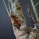 【plants greed】A.アクレアータ 63