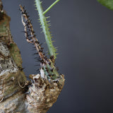 【plants greed】A.アクレアータ 63