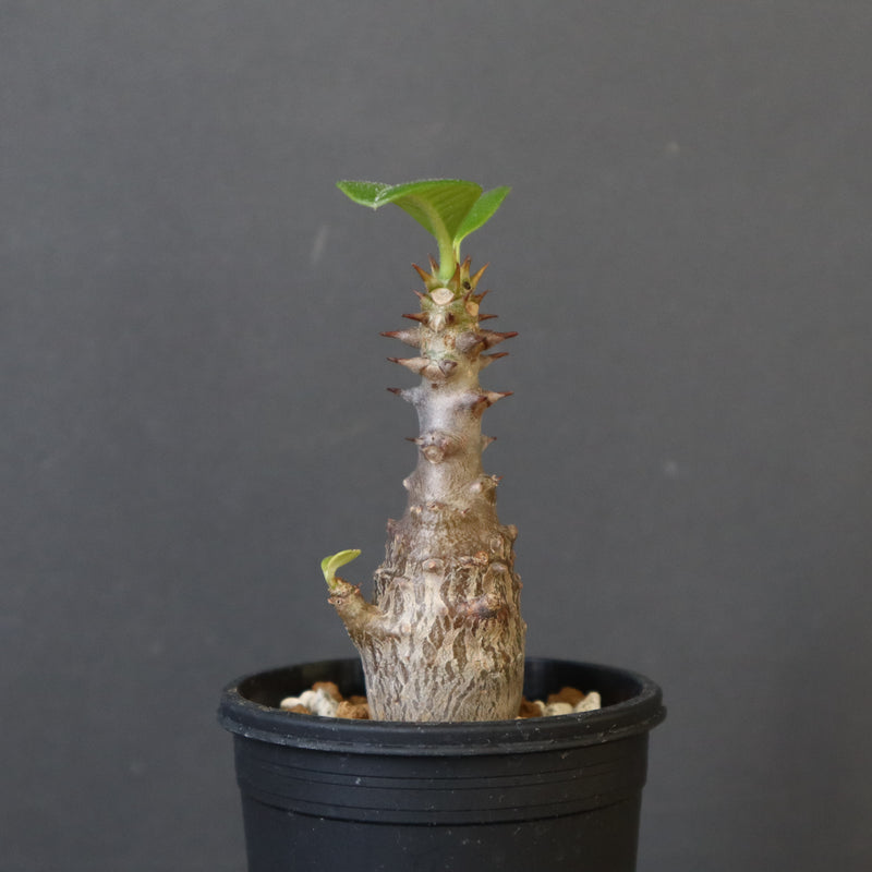 P.ウィンゾリー（実生）207