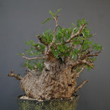 【雷土陶器鉢】O.パキプス 7104