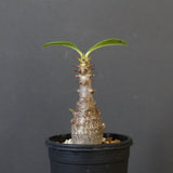 P.ウィンゾリー（実生）207