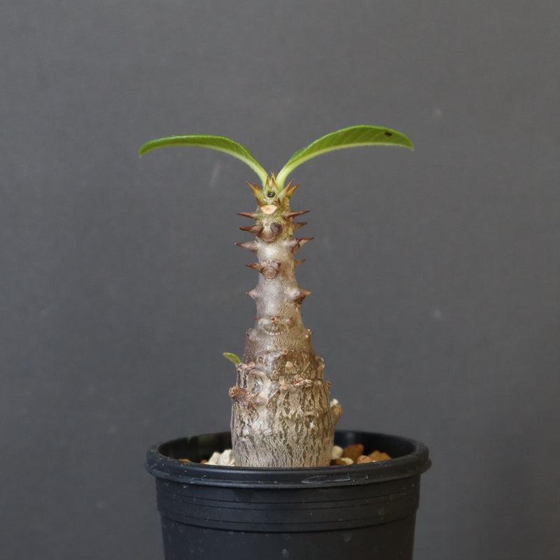 P.ウィンゾリー（実生）207