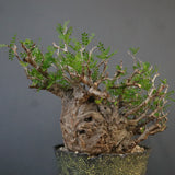 【雷土陶器鉢】O.パキプス 7104