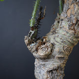 【plants greed】A.アクレアータ 63