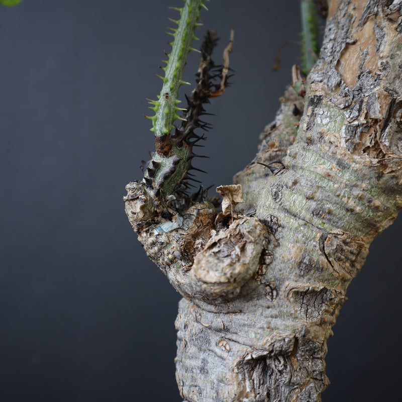 【plants greed】A.アクレアータ 63