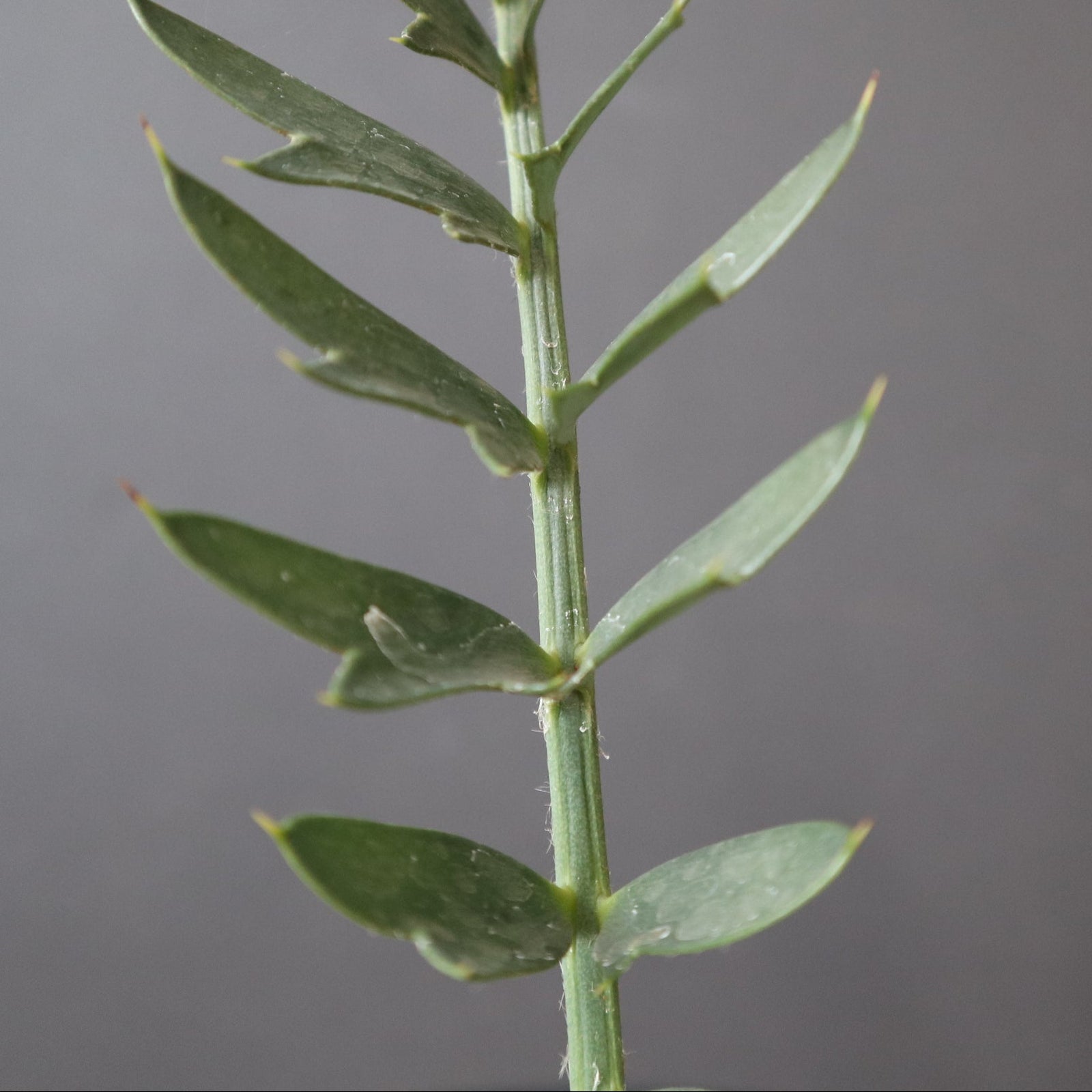 エンセファラルトス ホリダス 67 – TaiShoDo ONLINE SHOP